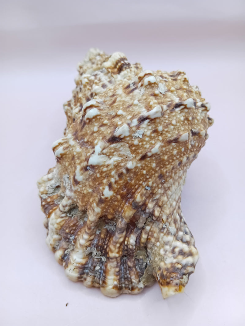  Natural Frog Conch Shell – side view with textured spines