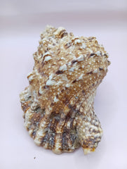  Natural Frog Conch Shell – side view with textured spines