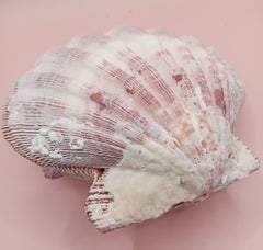 Natural Lion's Paw seashell pair, 5.6 by 5.2 inches, with textured barnacle accents and coastal tones