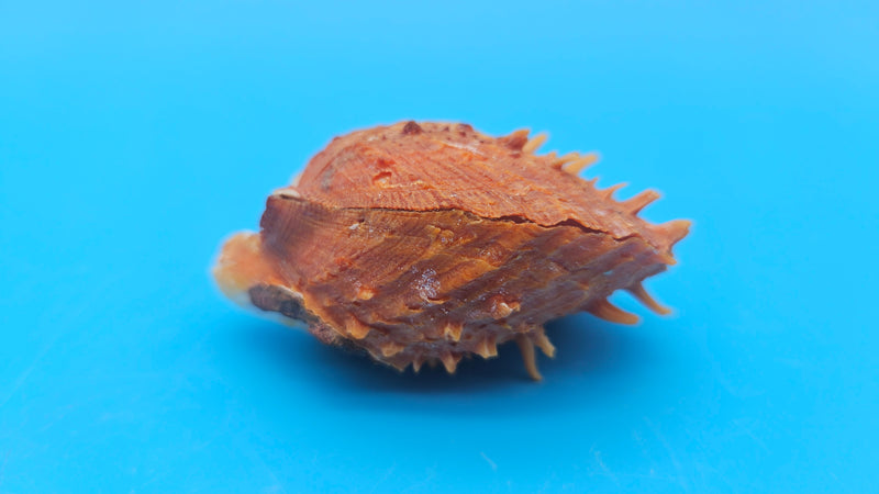 Fused orange spiny Spondylus sea shell with textured ridges on a blue background