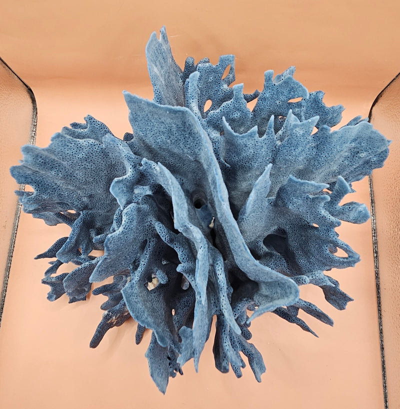 Natural Blue Ridge Coral specimen with rich blue coloration and vertical ridge-like structures, ideal for marine décor, coastal interiors, or aquarium-themed styling
