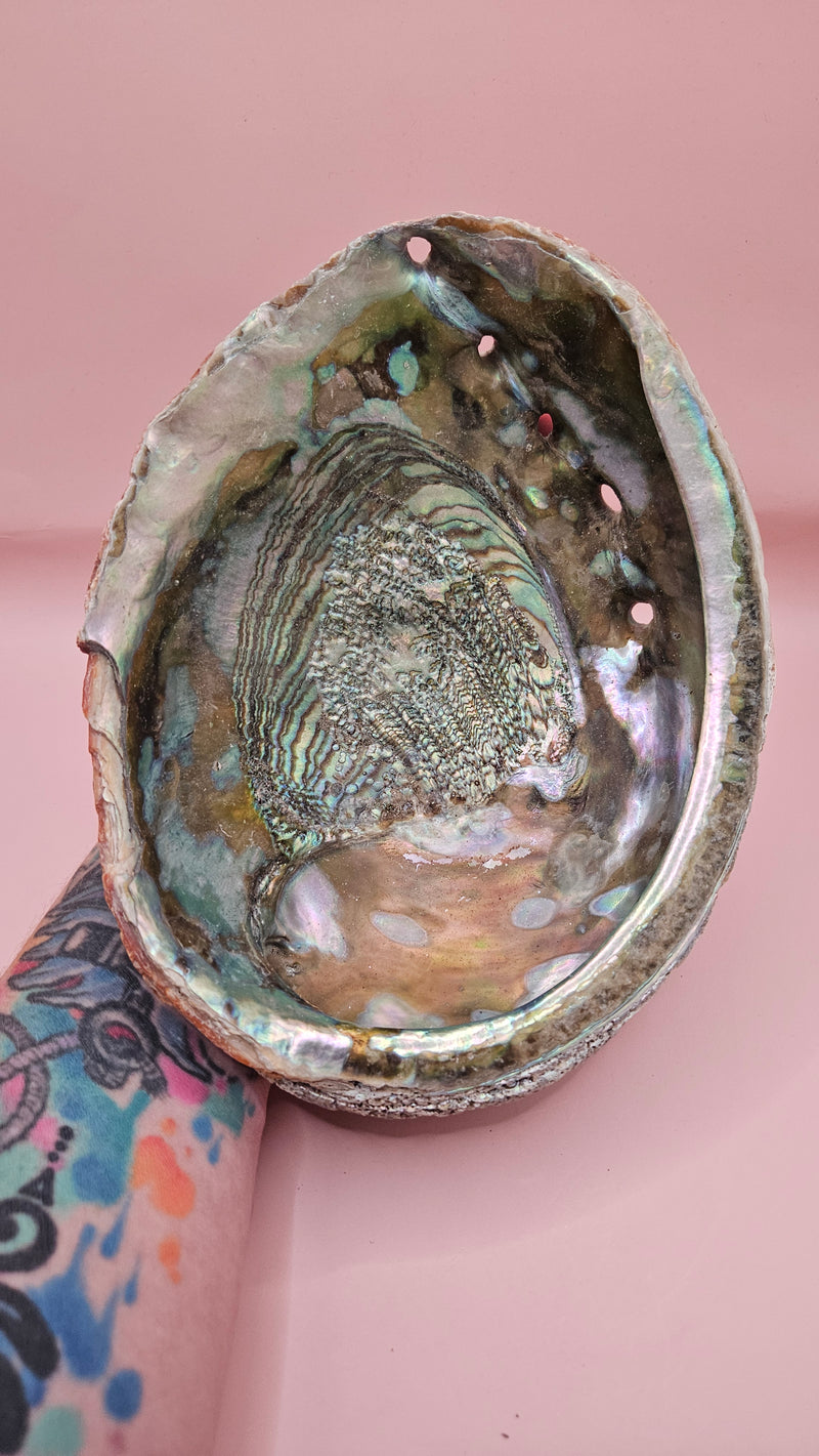 Large red abalone shell with iridescent interior and natural edge on soft pink background