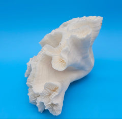 Vintage open brain coral specimen with ruffled lobes on blue background