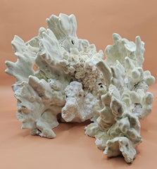 Natural fire coral specimen featuring intricate, textured formations and porous structure. Ideal for saltwater aquariums, reef tank displays, marine-themed home decor, or ocean-inspired crafts. This authentic coral rock adds a unique, organic touch to any setup. Perfect for collectors and aquarium hobbyists seeking natural reef elements. High-resolution image with a warm neutral background highlights the coral’s details and shape.