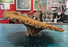 Natural dried table coral specimen with dense, beige-colored branching, ideal for coastal home décor, beach wedding centerpieces, or marine-themed interior styling
