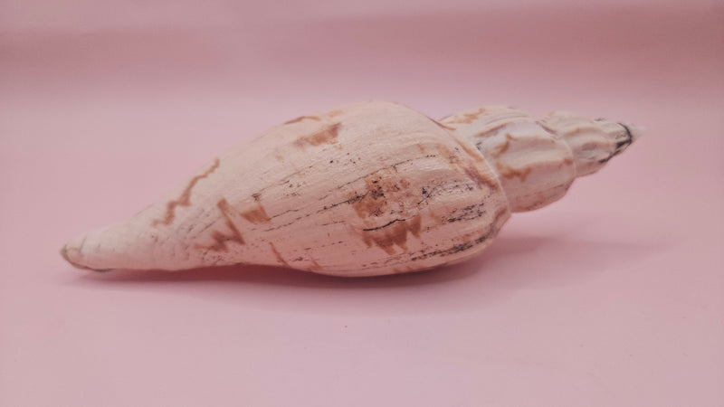 natural Fulgoraria pervostiana angulosa shell with cream, tan, and black markings.