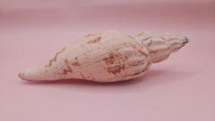 natural Fulgoraria pervostiana angulosa shell with cream, tan, and black markings.