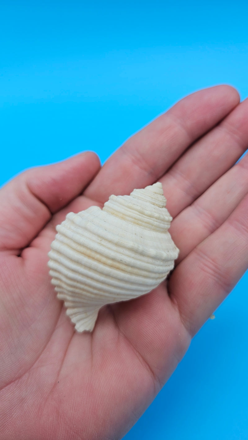 Linatella caudata shell, creamy white with ribbed spiral design, 2.2 inches, flared aperture and pointed spire.
