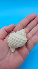 Linatella caudata shell, creamy white with ribbed spiral design, 2.2 inches, flared aperture and pointed spire.