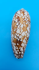  Conus pennaceus Feathered Cone shell with white markings over brown background, glossy 4-inch cone shell.