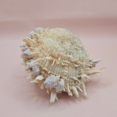  5-inch Spondylus shell with purple barnacles and rough cream spines, shown open and closed on a pink background