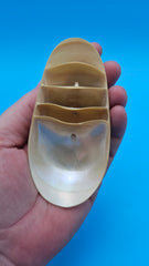 Bottom cut tiger nautilus shell showing exterior stripes and interior pearly chambers