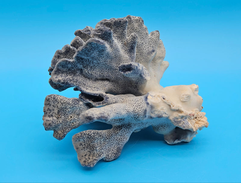 Vintage Blue Ridge Coral – 6" | Heliopora Coerulea