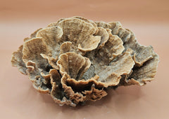 Natural dried Poca Coral with layered, ruffled formations in soft earthy tones – ideal for marine-themed décor, shelf styling, and ocean-inspired interiors