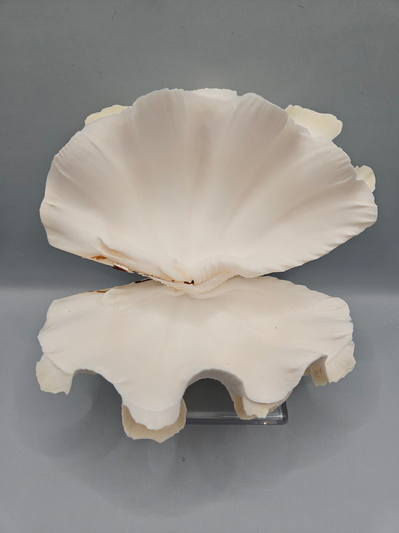 Squamosa clam shell pair, 6 inches wide, featuring natural ridges and textures