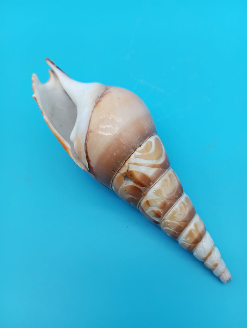 4.8" carved Tibia shell with seagull coastal scene