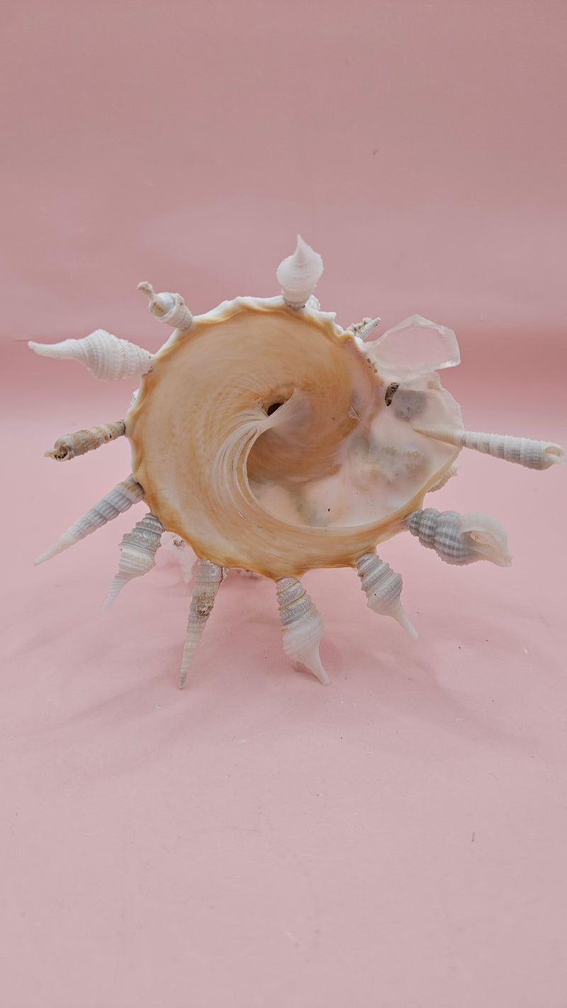  white display shell with attached coral on pink background