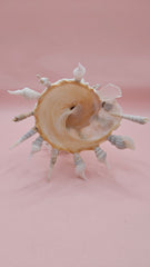  white display shell with attached coral on pink background