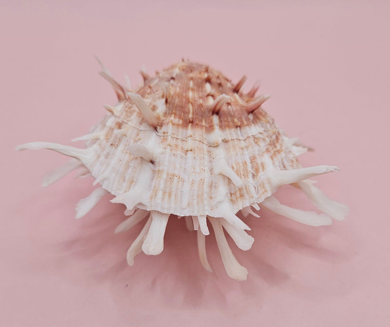 Spiny Spondylus shell with coral and ivory coloring on pink background, measuring 3.2 inches wide