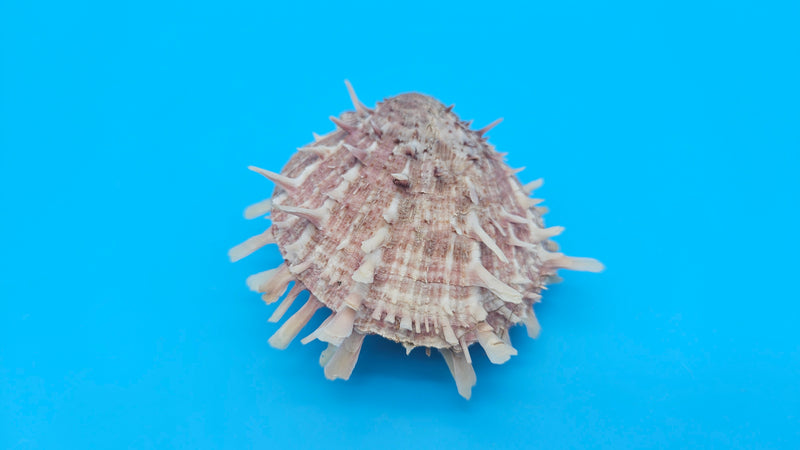  Spiny reddish-brown Spondylus shell pair opened and closed, displayed on a bright blue background