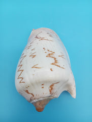 Noble Volute Shell 5