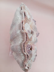 Natural Lion's Paw seashell pair, 5.6 by 5.2 inches, with textured barnacle accents and coastal tones
