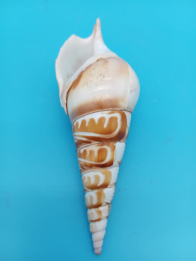 4.8" carved Tibia shell with lighthouse scene and seabirds