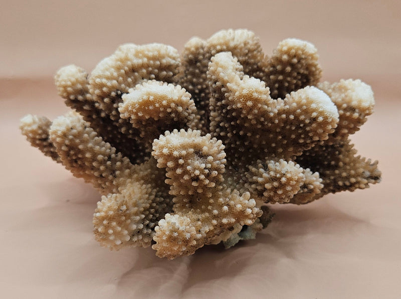 Vintage cauliflower coral specimen with branching texture and white tips, 8.75 inches wide