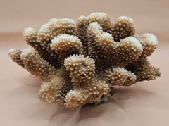 Vintage cauliflower coral specimen with branching texture and white tips, 8.75 inches wide