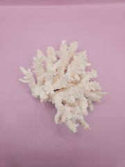 Table Coral ACROPORA LATISTELLA 5