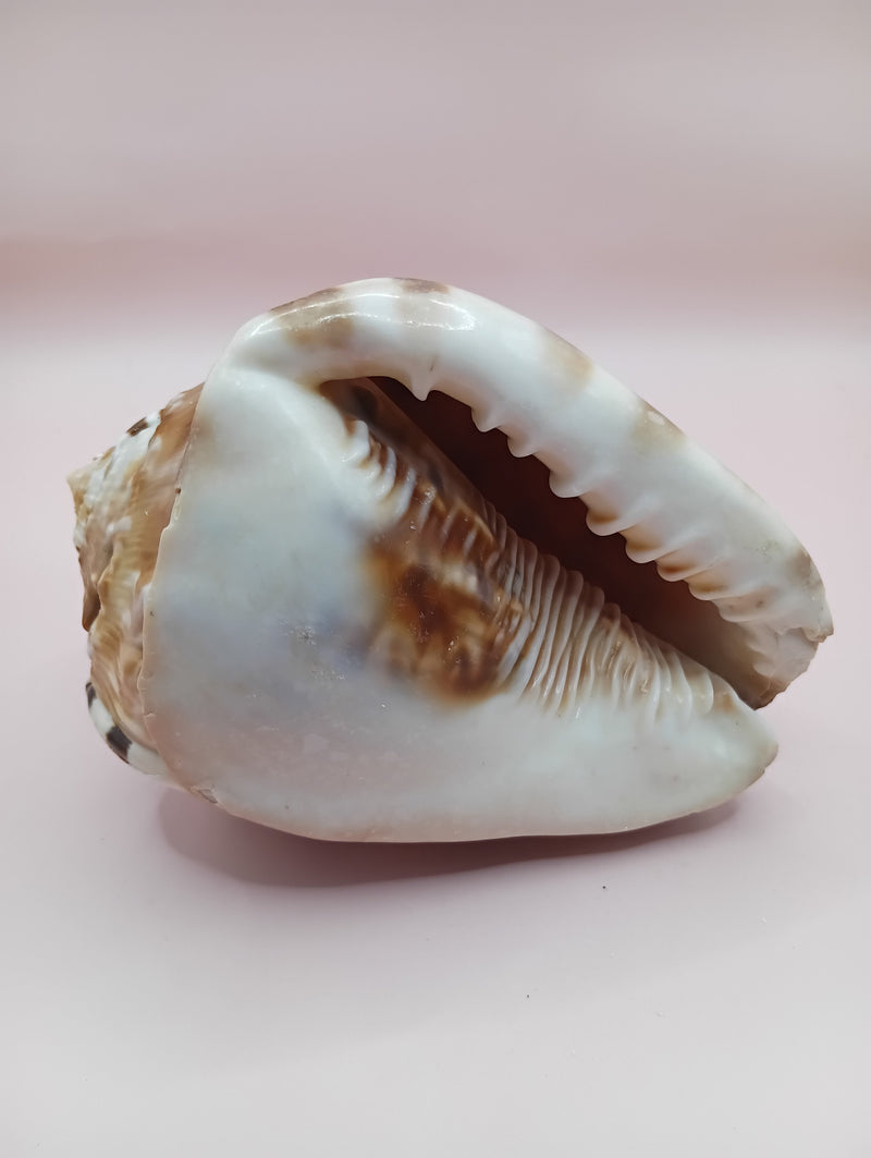 King Helmet Display Shell- Cassis flammea 4.8"