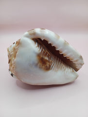 King Helmet Display Shell- Cassis flammea 4.8