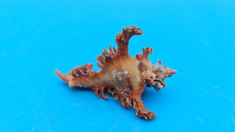  Murex crocatus shell, 2.1 inches, orange spiny fronds with intricate ridges, from Zambales, Philippines.
