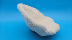 Vintage mushroom coral specimen for coastal home decor - natural marine piece