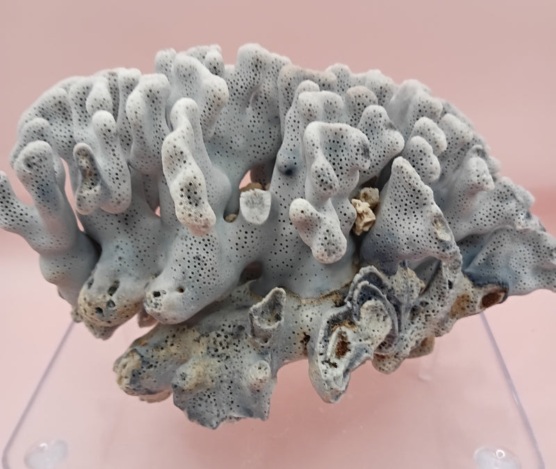 Vintage Blue Ridge Coral with blue-grey texture – 6.8 inch coastal display decor piece