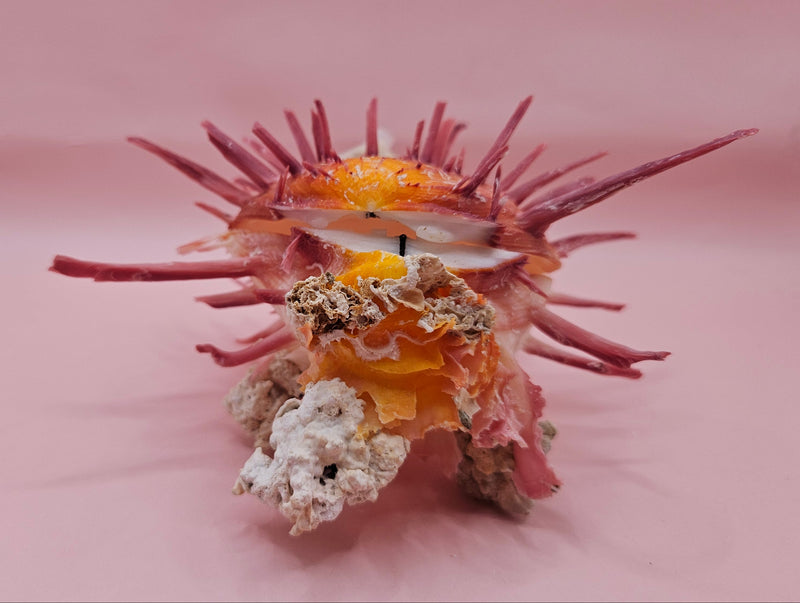Colorful Spondylus varius shell with long pink spines, coral buildup, and worm tube, displayed on pink background