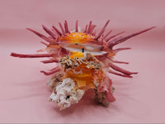 Colorful Spondylus varius shell with long pink spines, coral buildup, and worm tube, displayed on pink background