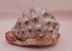 Bullmouth Cameo helmet shell with peach interior and textured dark outer ridges