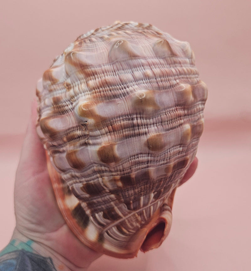 Bullmouth Cameo helmet shell with peach interior and textured dark outer ridges