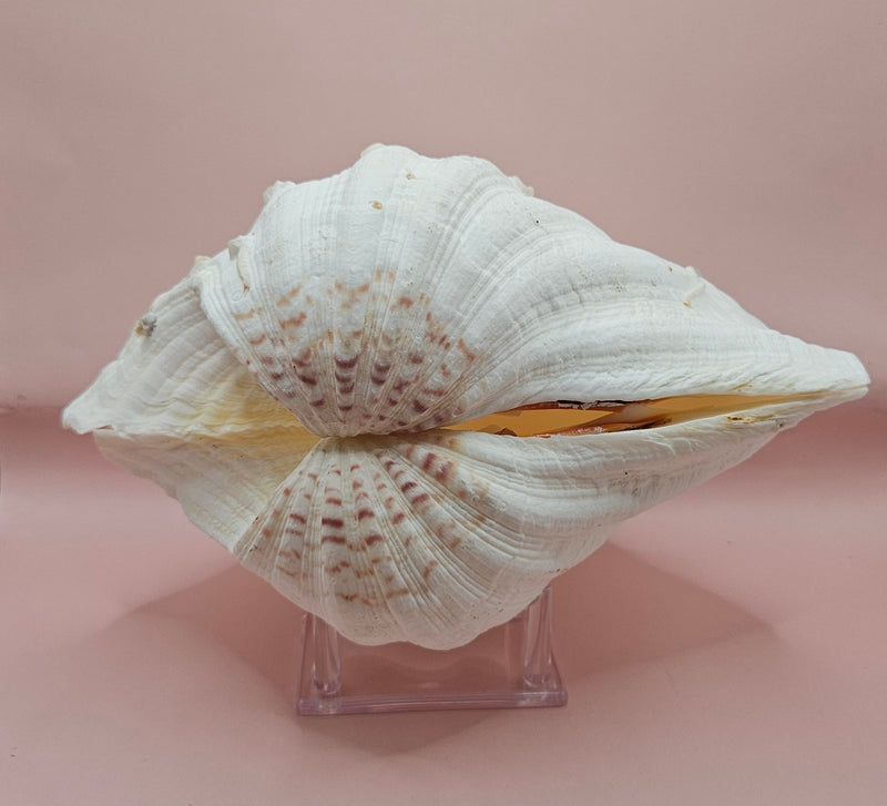 Vintage Bear Paw Clam Shell with natural ridges and tubeworm markings on a pink background – Hippopus hippopus specimen 10x7 inches