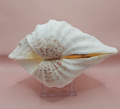 Vintage Bear Paw Clam Shell with natural ridges and tubeworm markings on a pink background – Hippopus hippopus specimen 10x7 inches