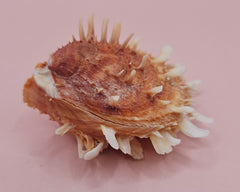 Hinged Spondylus shell with peach spines and ivory interior, 3 inches wide