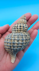 Oregon Hairy Triton shell (Fusitriton oregonensis), 4.1 inches, ribbed spiral form with gray-blue highlights, Pacific Northwest origin.
