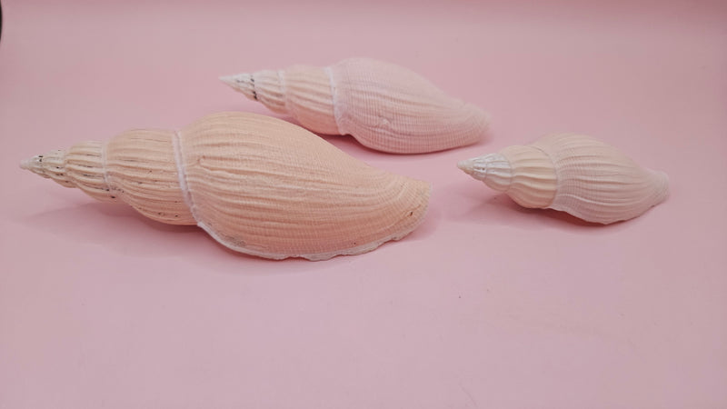 Set of three Fulgoraria nagouchii hyashi display shells in different growth stages