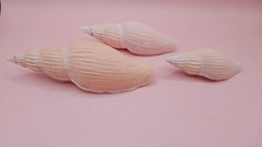 Set of three Fulgoraria nagouchii hyashi display shells in different growth stages