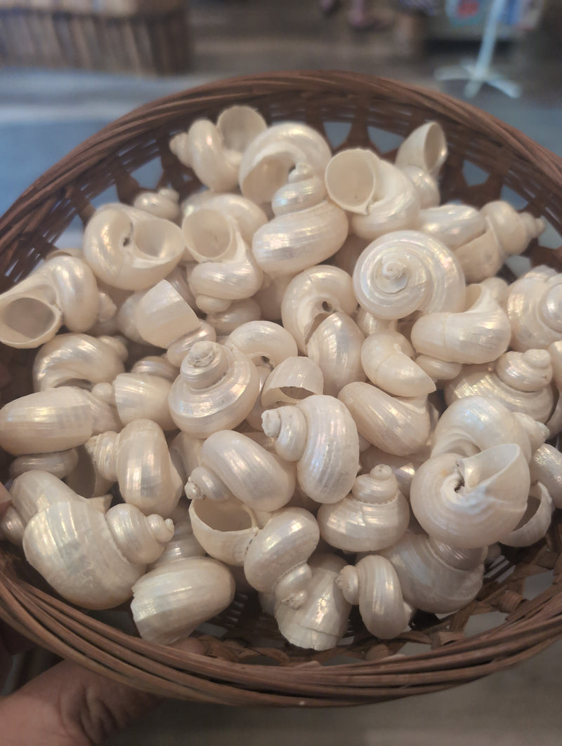 Small Pearl Jade Turbo