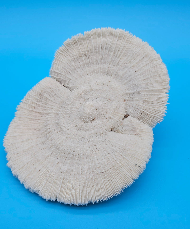 Rare mutant mushroom coral display specimen for coastal home decor - premium natural specimen