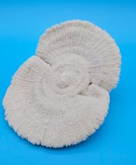 Rare mutant mushroom coral display specimen for coastal home decor - premium natural specimen