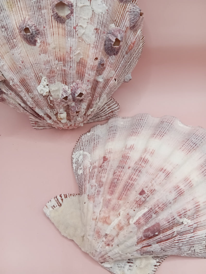 Natural Lion's Paw seashell pair, 5.6 by 5.2 inches, with textured barnacle accents and coastal tones