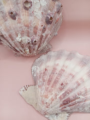 Natural Lion's Paw seashell pair, 5.6 by 5.2 inches, with textured barnacle accents and coastal tones
